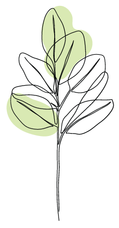 plant illustration
